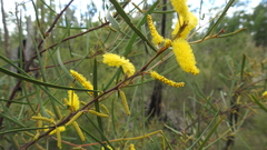 Acacia caroleae