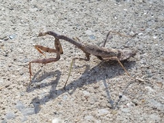 Stagmomantis carolina