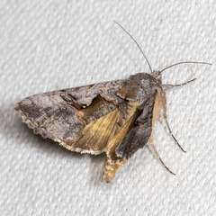 Syngrapha epigaea