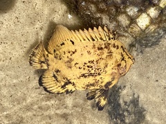 Lobotes surinamensis