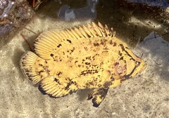 Lobotes surinamensis