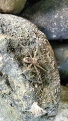 Dolomedes scriptus