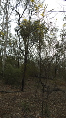 Acacia hakeoides