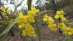 Acacia hakeoides