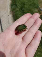 Cotinis nitida