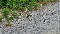 Aspidoscelis sexlineatus