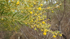 Acacia johnsonii