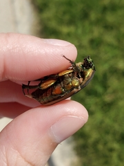 Cotinis nitida