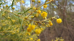 Acacia johnsonii