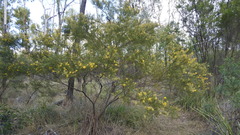 Acacia johnsonii