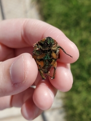 Cotinis nitida