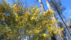 Acacia johnsonii