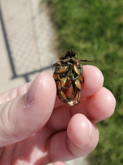 Cotinis nitida
