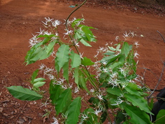 Baissea multiflora image