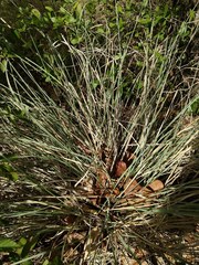 Muhlenbergia lindheimeri