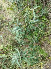 Berberis trifoliolata