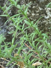Linaria saxatilis