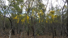 Acacia spectabilis