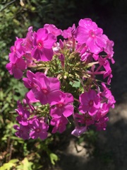 Phlox maculata