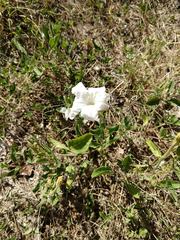 Ruellia metziae