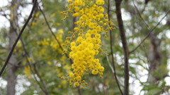 Acacia spectabilis