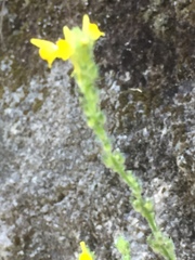 Linaria saxatilis
