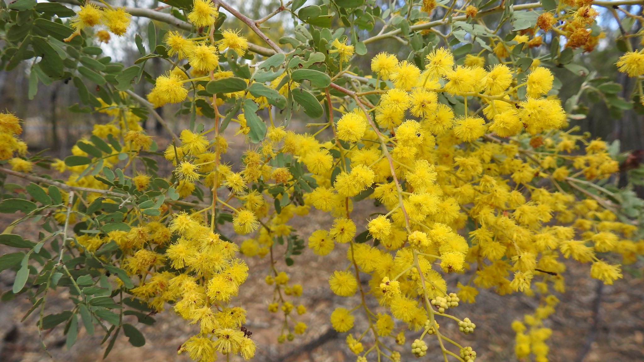 Acacia spectabilis