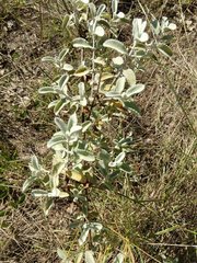 Buddleja marrubiifolia