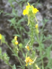 Linaria saxatilis
