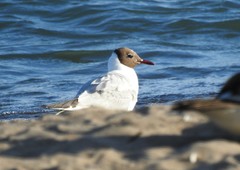 Chroicocephalus ridibundus