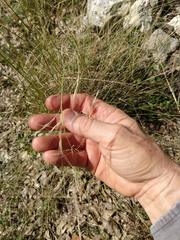 Nassella leucotricha