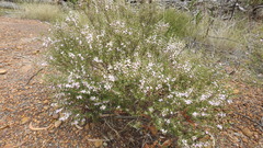 Boronia glabra