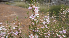 Boronia glabra