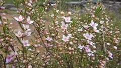Boronia glabra