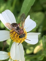 Triepeolus rufithorax