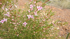 Boronia glabra