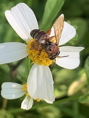 Triepeolus rufithorax
