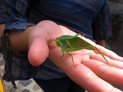 Philophyllia guttulata