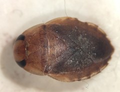 Pelocoris carolinensis