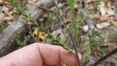 Bossiaea brownii