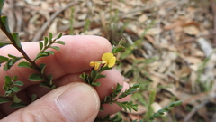 Bossiaea brownii