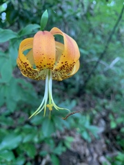 Lilium michauxii