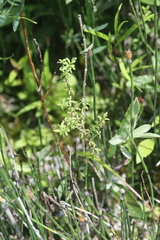 Galium labradoricum
