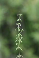 Galium labradoricum