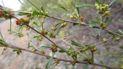 Dodonaea peduncularis