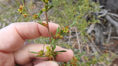 Dodonaea peduncularis