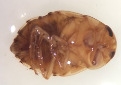 Pelocoris carolinensis