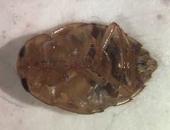 Pelocoris carolinensis