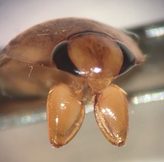 Pelocoris carolinensis