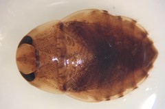 Pelocoris carolinensis